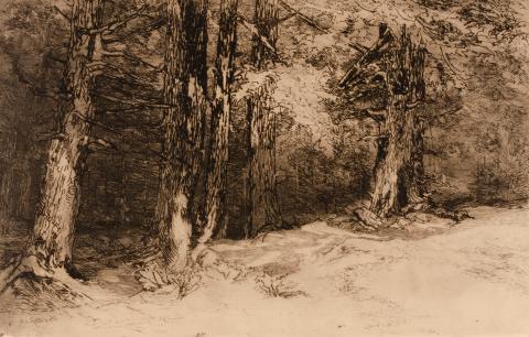 Tonal etching of tree trunks in heavily wooded area of forest 