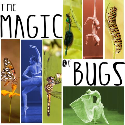 Promotional graphic for UNH Dance Performance of Bugs